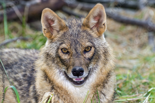 Golden jackal (Canis aureus) photo