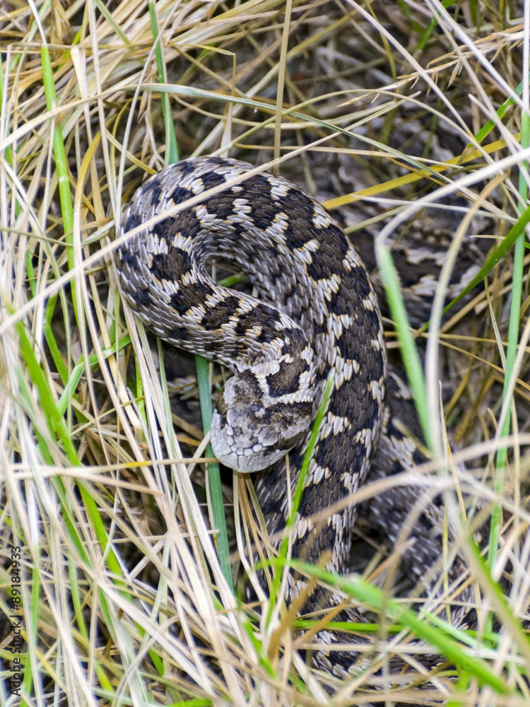 Hungarian meadow viper (Vipera ursinii rakosiensis) Hungarian meadow viper (Vipera ursinii rakosiensis)
