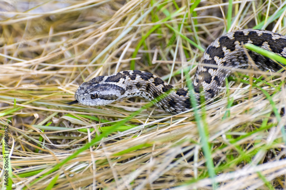Hungarian meadow viper (Vipera ursinii rakosiensis) Hungarian meadow viper (Vipera ursinii rakosiensis)