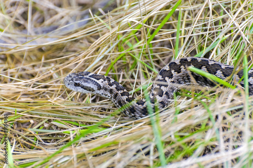 Hungarian meadow viper (Vipera ursinii rakosiensis) photo