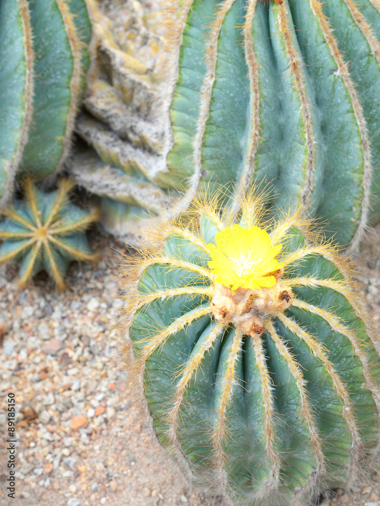 cactus cactus