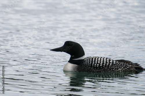 Common Loon (Gavia immer) © BGSmith