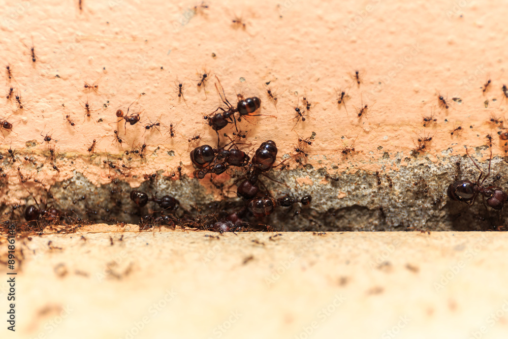 Obraz premium Beware crowd big ant, they lived in the home