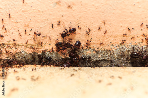 Beware crowd big ant, they lived in the home