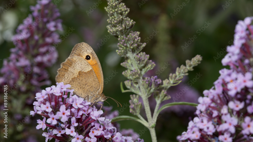Meadow brown (Maniola jurtina) on blooming summer lilac