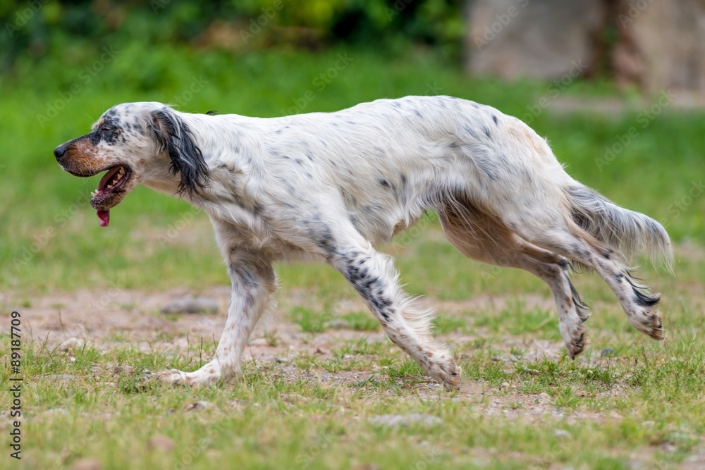 Cane setter inglese che corre nel campo Cane setter inglese che corre nel campo