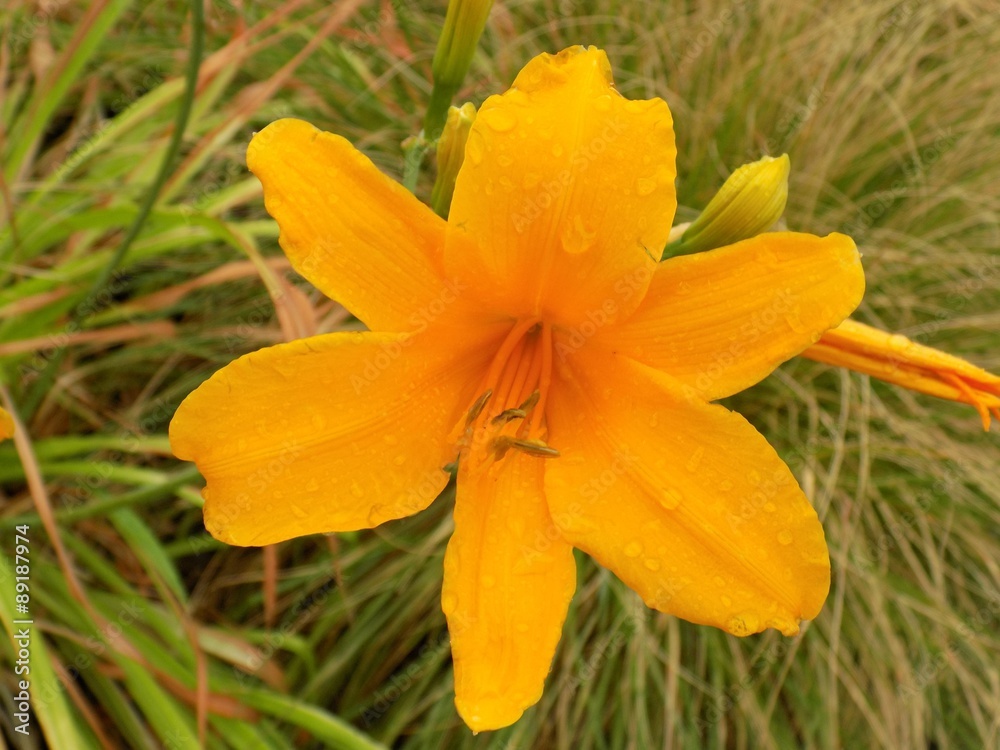 Orange lily flower Orange lily flower