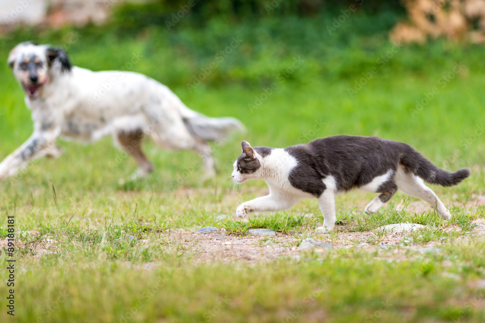 Cane setter inglese con gatto nel campo Cane setter inglese con gatto nel campo