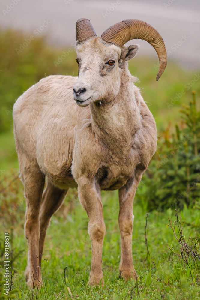 Naklejka premium Rocky Mountain Bighorn Sheep (Ovis canadensis)