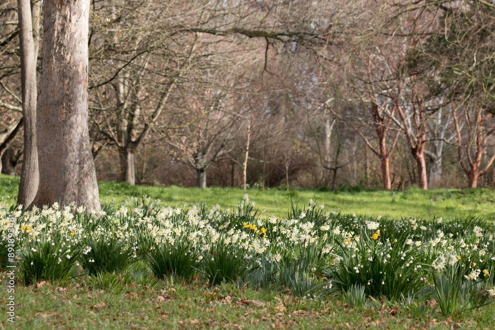 Glade of snowdrops and daffodils in a garden Glade of snowdrops and daffodils in a garden