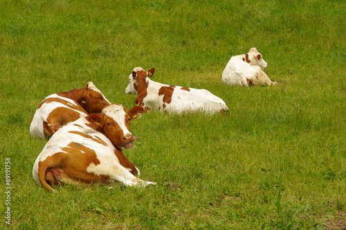Rotbuntes Vieh auf der Weide