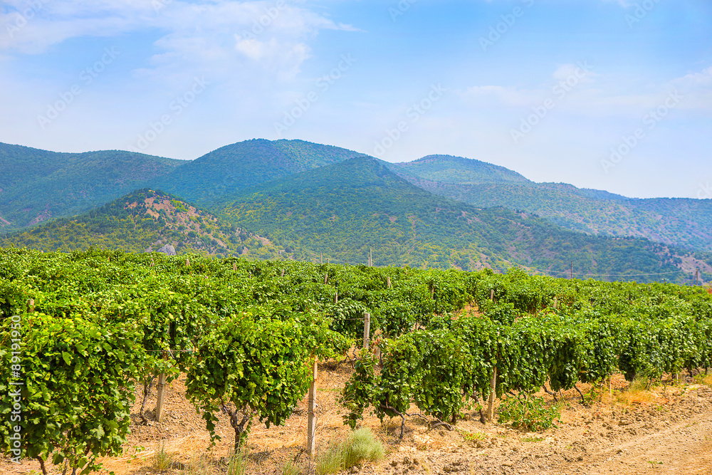 Crimea vineyard against mountains