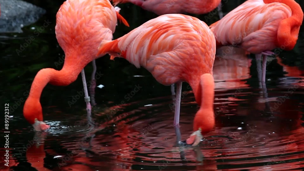 Grupo de flamencos rosados en el zoológico. Argentina
Flamencos, dos tomas de video diferentes en un solo archivo