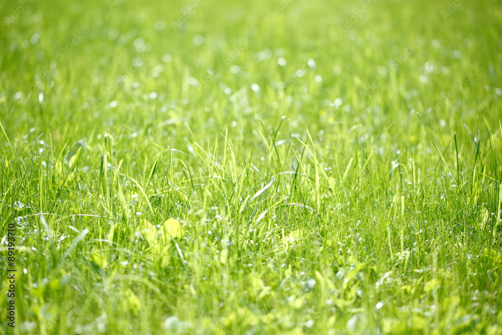 grass at the park grass at the park