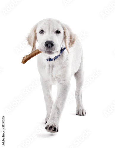 Obraz na plátně Labrador dog chewing bone isolated on white