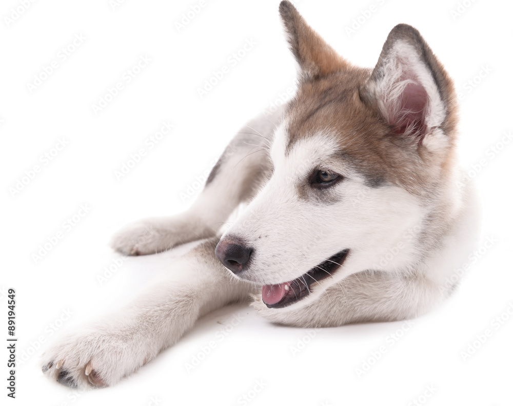 Cute Malamute puppy lying isolated on white