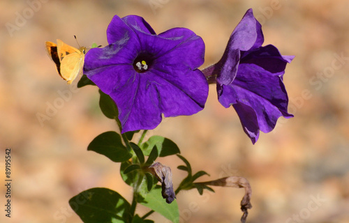 Fototapeta Naklejka Na Ścianę i Meble -  Fiery Skipper Butterfly on purple petunia flowers