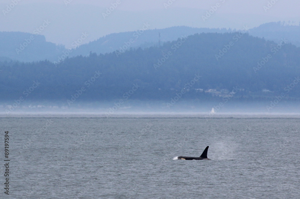 Male Orca with Hills in Background