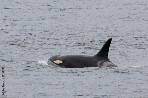 Female Orca K20 - Spock photo