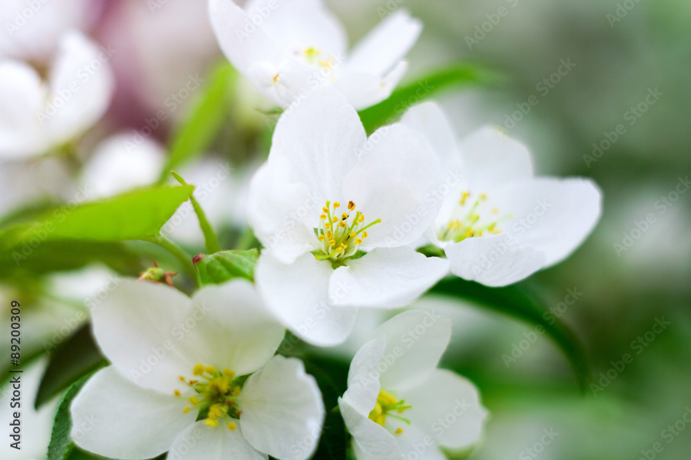 blossom apple tree close up