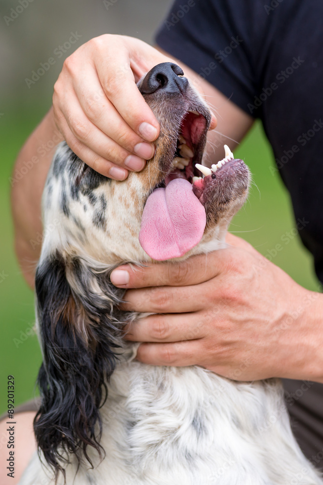 Controllo dentatura del cane setter inglese