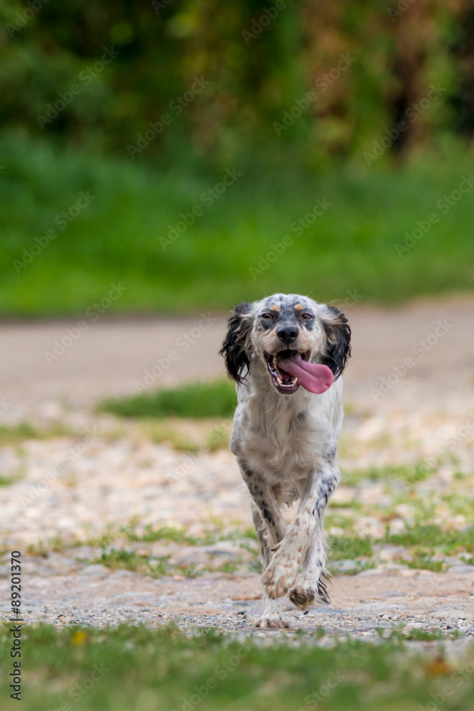 Cane setter inglese che corre nel campo Cane setter inglese che corre nel campo