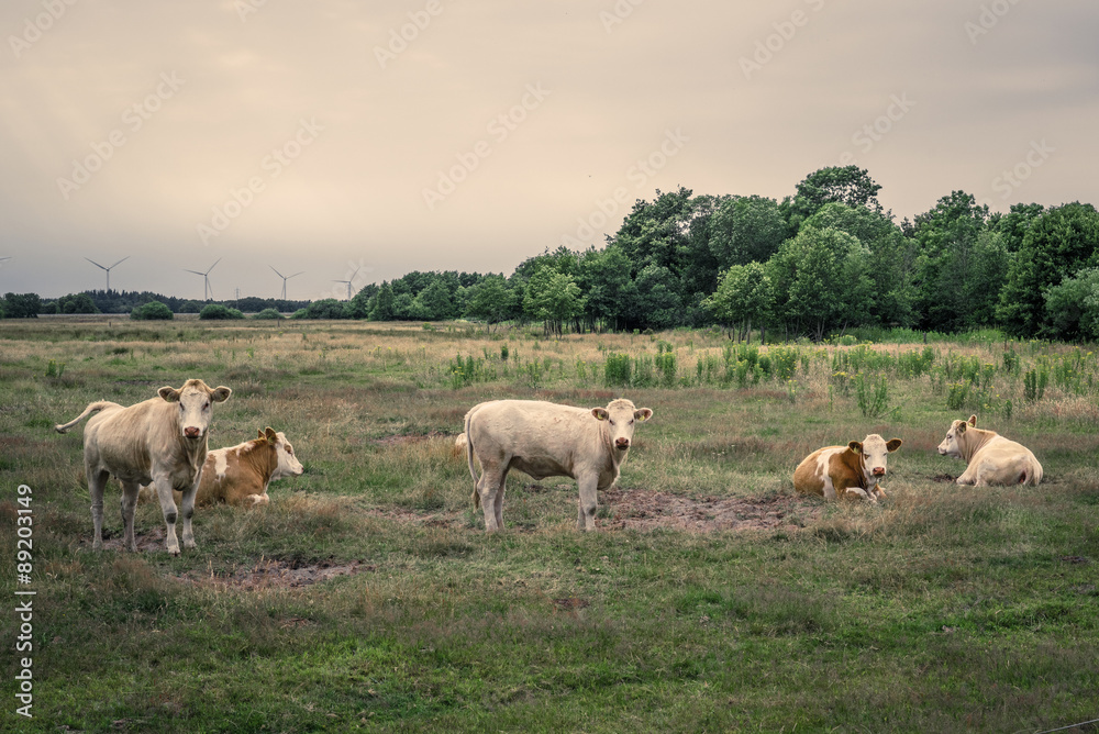Cattle on a field in cloudy weather