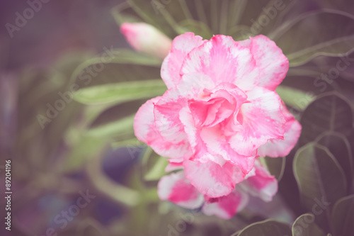 flowers with filter effect retro vintage style