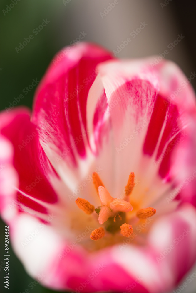 Fototapeta premium チューリップ