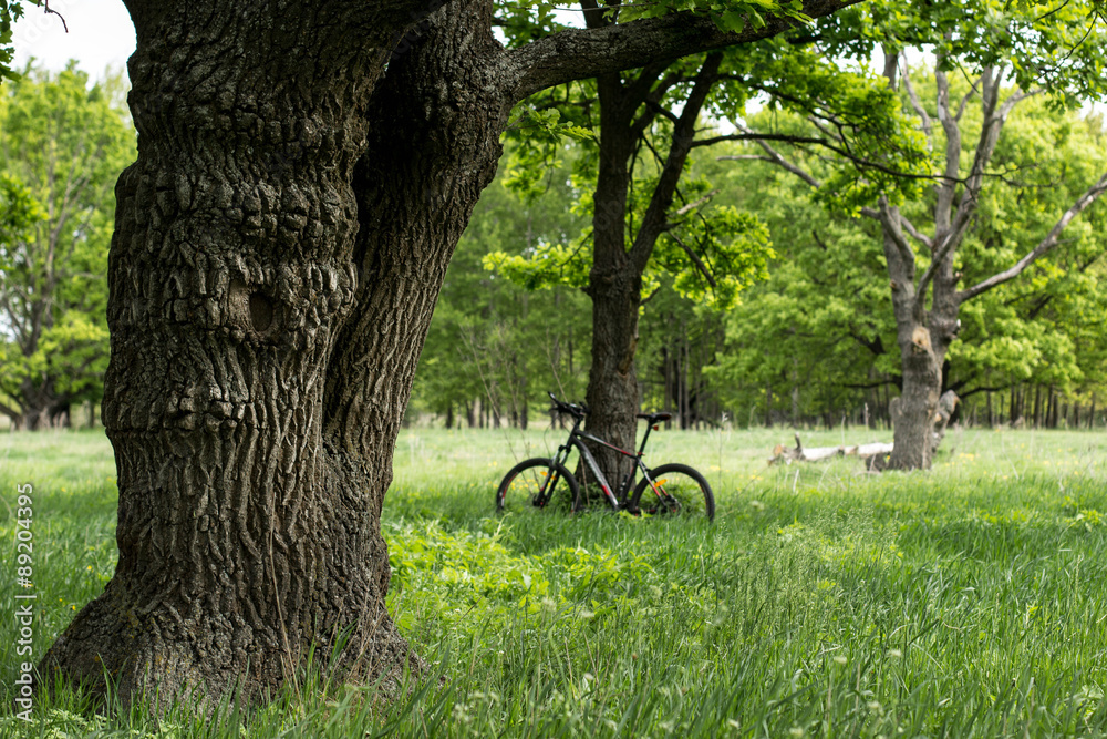 Fototapeta premium tree