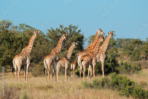 Small herd of giraffes  Giraffa camelopardalis  in natural habitat  South Africa.