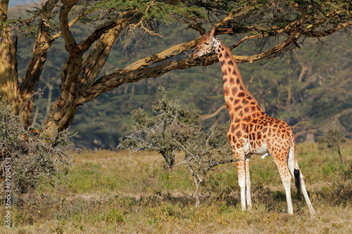 Rare Rothschilds giraffe (Giraffa camelopardalis rothschildi), Lake Nakuru National Park, Kenya.