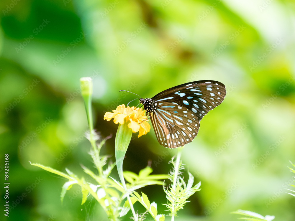 Blue butterfly with yellow flower Blue butterfly with yellow flower