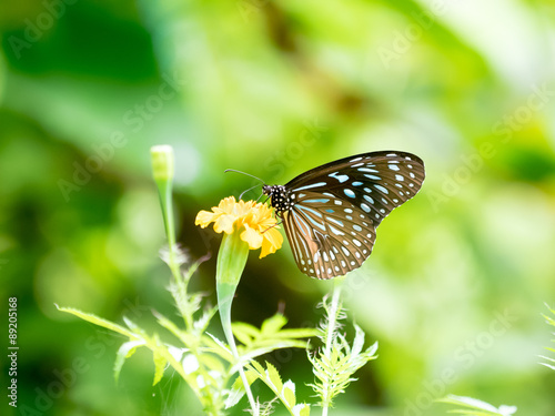 Blue butterfly with yellow flower