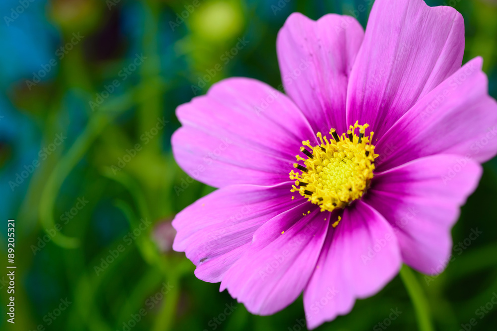 コスモスの花 コスモスの花