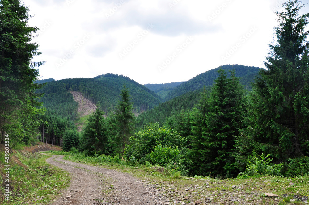 road in the forest in the mountains