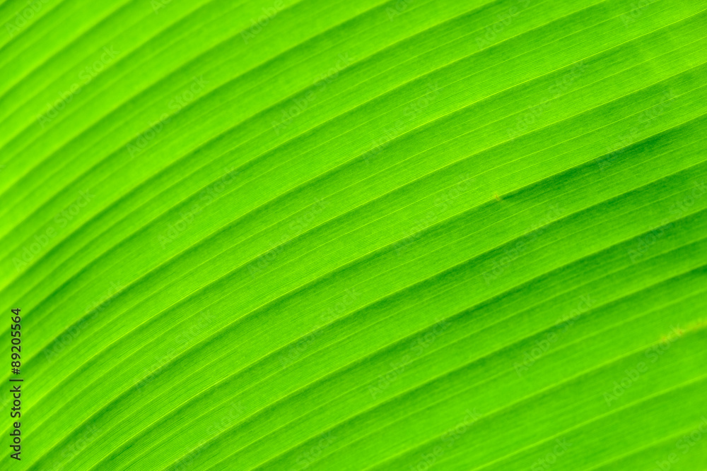 Banana leaf background with lines
