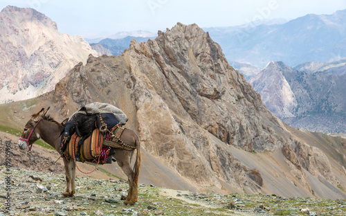 Cargo donkey in mountain area.
Pack animal carrying sheep decorated with traditional harness and other gear for transportation of load on wild deserted mountain area
