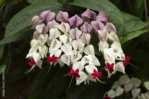 Fototapeta Naklejka Na Ścianę i Meble -   Flowering Clerodendrum thomsoniae