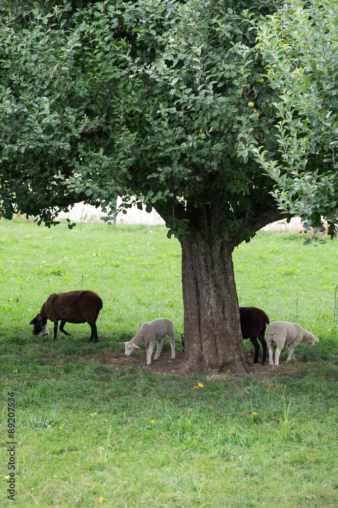 Schafherde am Grasen Schafherde am Grasen