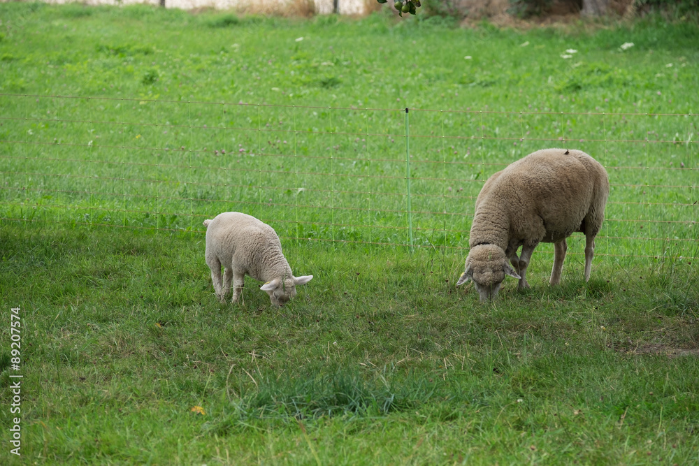 Weisses Lamm und Beiges Schaf am Grasen Weisses Lamm und Beiges Schaf am Grasen