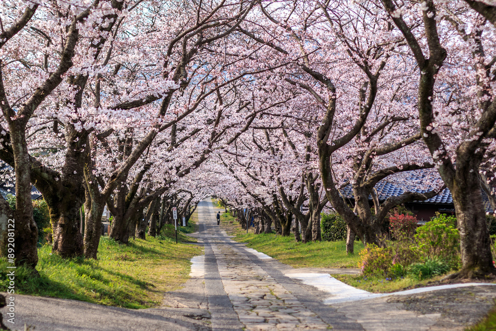 桜のアーチ＠佐賀県武雄市