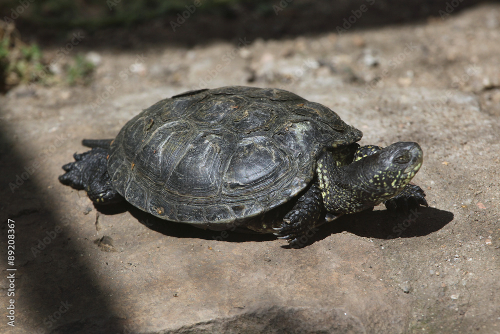 European pond turtle (Emys orbicularis). European pond turtle (Emys orbicularis).