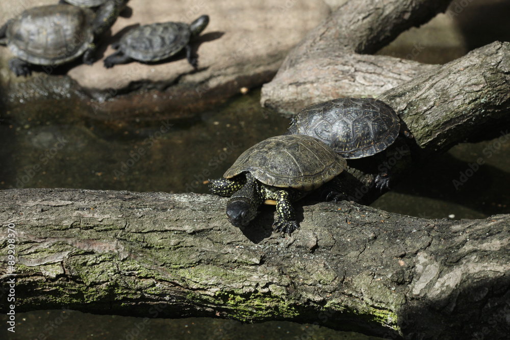 European pond turtle (Emys orbicularis). European pond turtle (Emys orbicularis).