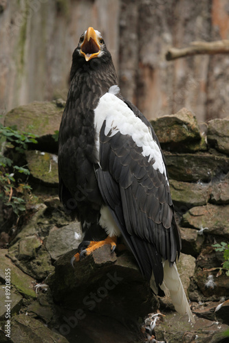 Steller s sea eagle  Haliaeetus pelagicus .