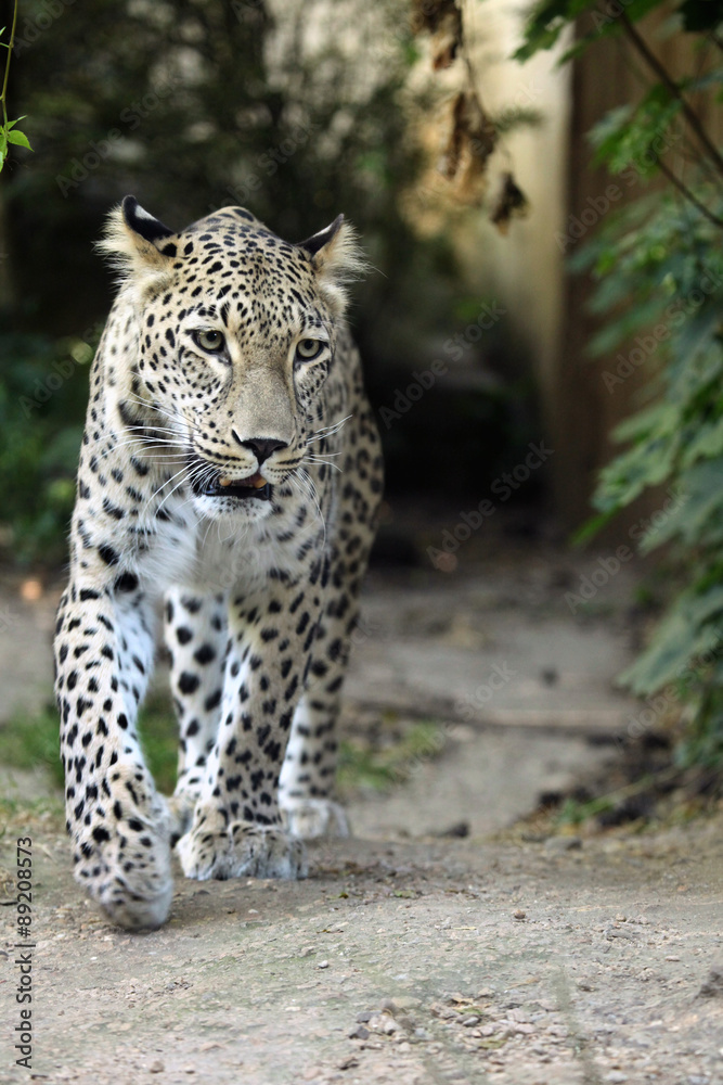 Persian leopard (Panthera pardus saxicolor). Persian leopard (Panthera pardus saxicolor).