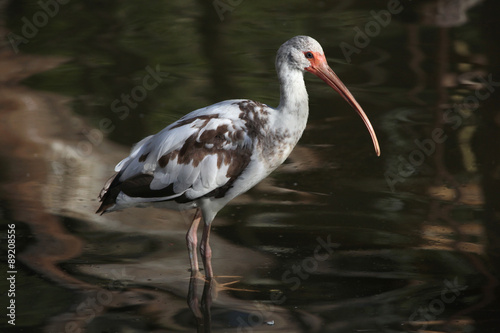 American white ibis (Eudocimus albus).