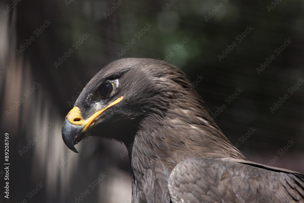 Fototapeta premium Steppe eagle (Aquila nipalensis).