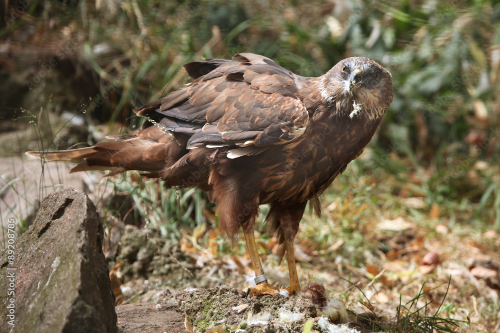 Western marsh harrier (Circus aeruginosus). Western marsh harrier (Circus aeruginosus).