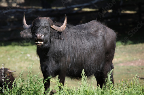Asian water buffalo (Bubalus bubalis).